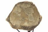 Polished Fossil Mosasaur Vertebra w/ Metal Stand - Texas #335052-4